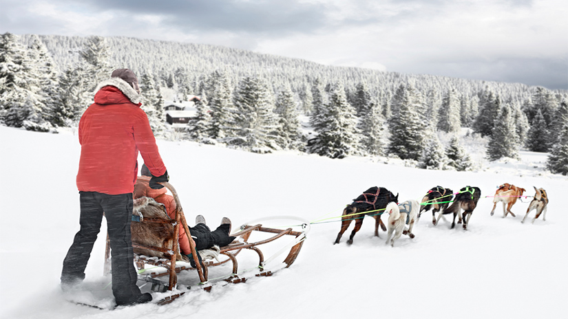 Winter dog sledding in Telluride with Inspirato on a snowy trail.