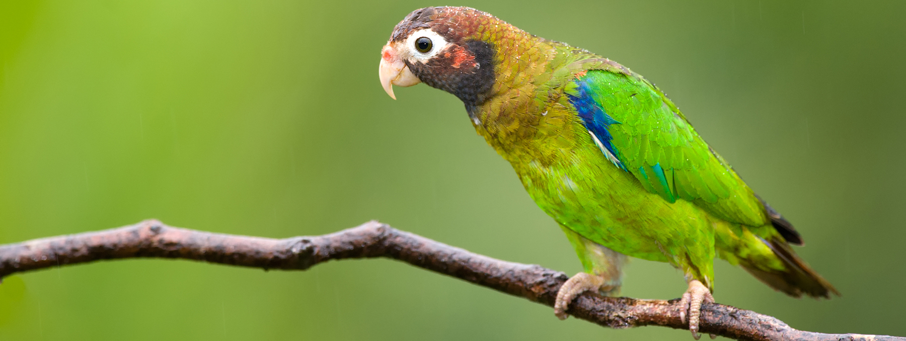 5 Can’tMiss Activities for Animal Lovers Inspirato Blog