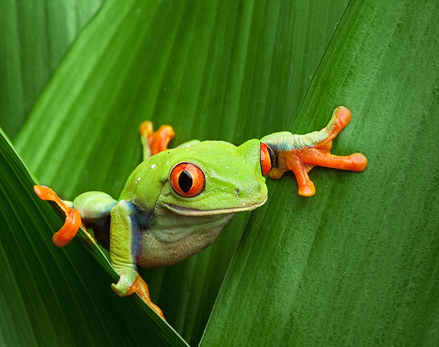 Explore Beautiful Costa Rica for Earth Day