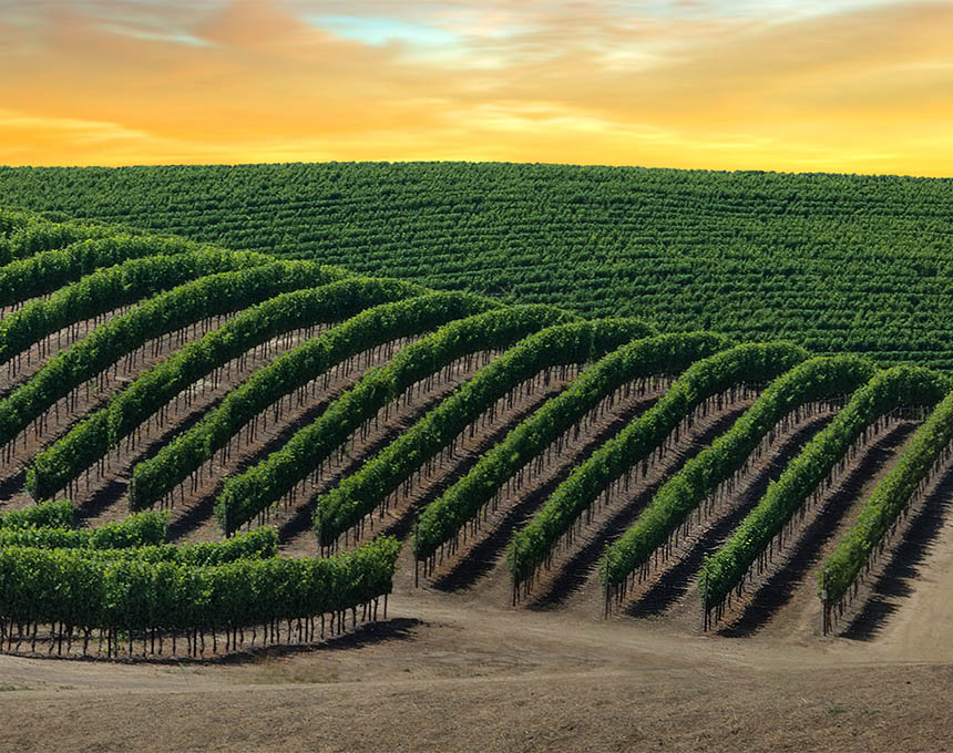 A Day in Wine Country with The Spire Collection
