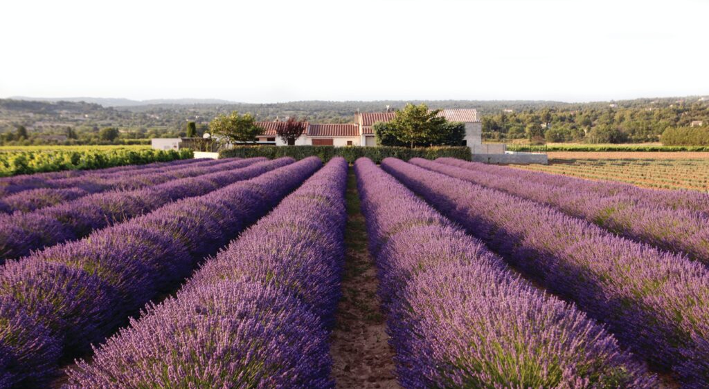Lavender field with a white home and trees in the distance in Provence, France.