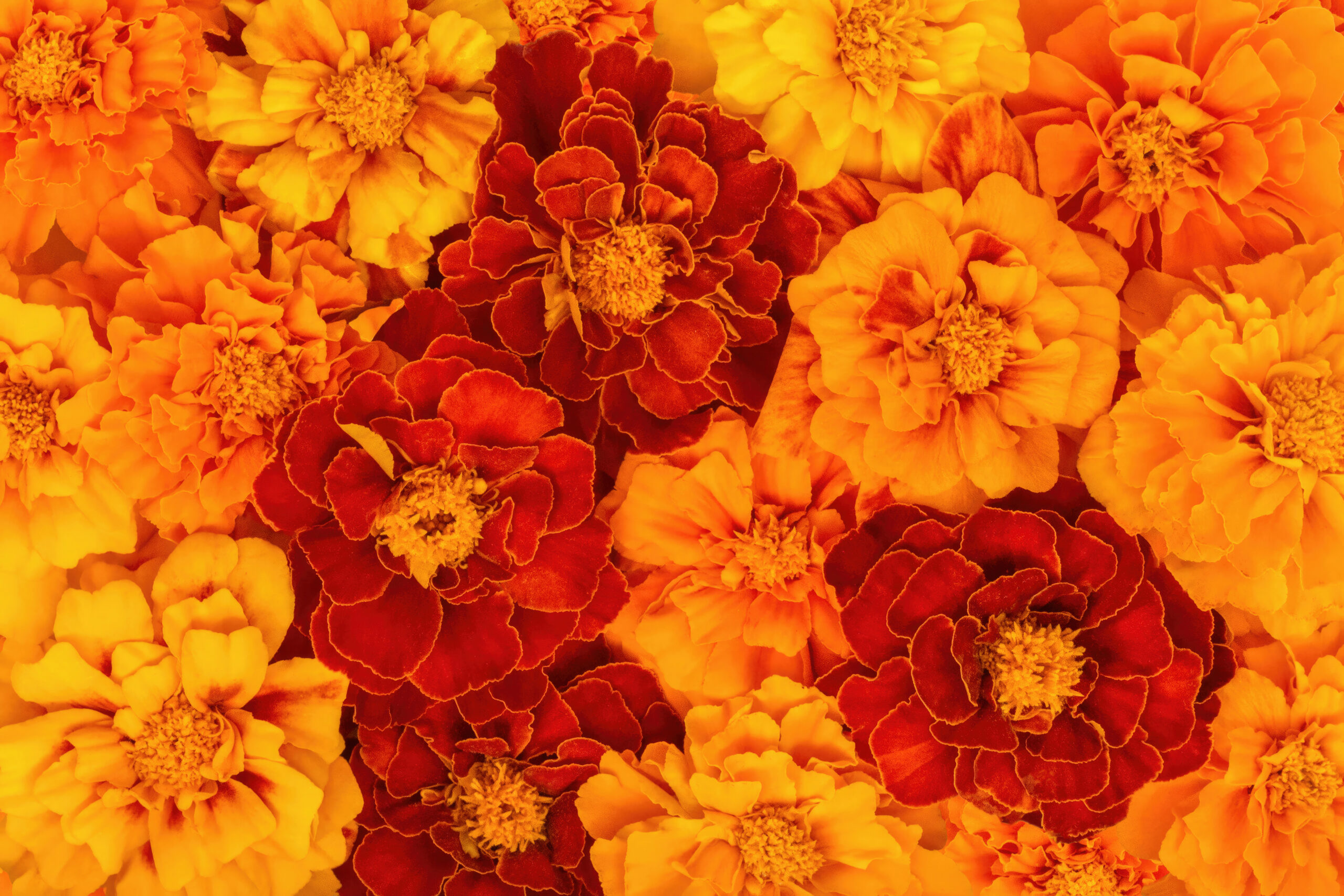 5 of The Best Places to Celebrate Día de los Muertos
