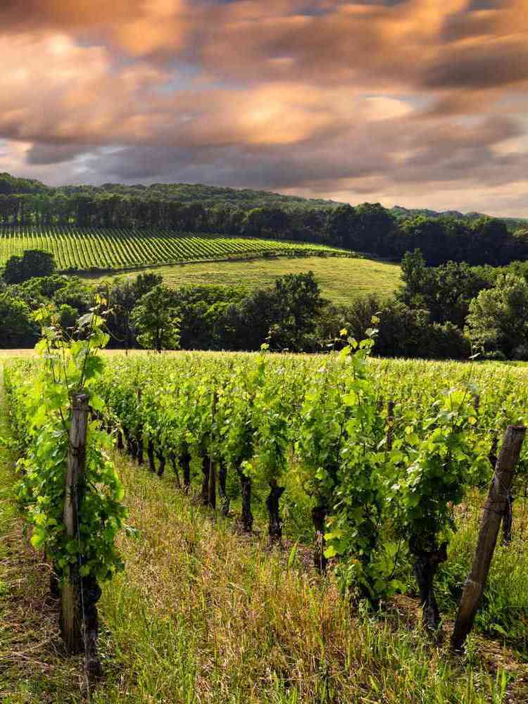 Neatly aligned grapevines stretch across the rolling hills of a sunlit Bordeaux vineyard at dusk.