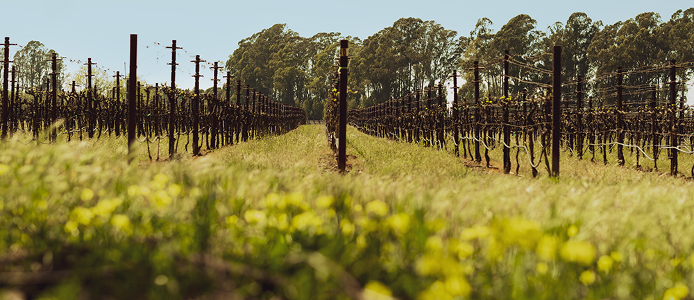 Rows of Napa Valley vineyards surrounded by wildflowers and rolling hills — a serene Inspirato luxury travel destination for wine lovers and cultural explorers.