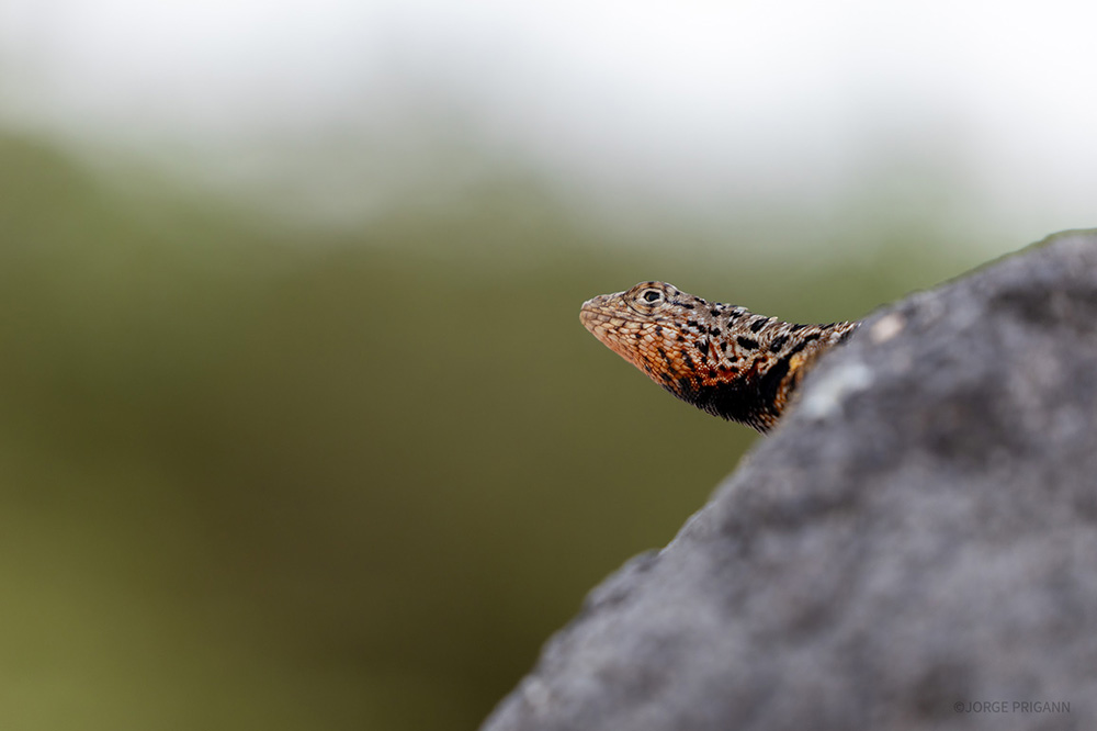 A Galápagos lava lizard peeking out from behind a volcanic rock, captured in its natural habitat on the Galápagos Islands, Ecuador. A close-up wildlife moment from a Silver Origin eco-luxury expedition cruise in South America."
