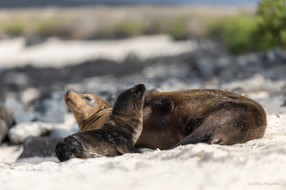 A Galápagos sea lion pup resting beside its mother on a white sand beach in the Galápagos Islands, Ecuador. Captured during a Silver Origin luxury expedition cruise, highlighting family travel and eco-luxury wildlife experiences in South America.