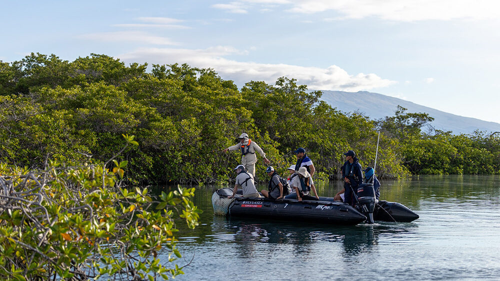 Inspirato members exploring mangrove-lined waters by Zodiac boat in the Galápagos Islands, Ecuador, guided by a naturalist during a Silver Origin luxury expedition cruise. A serene and immersive eco-luxury travel experience in South America.