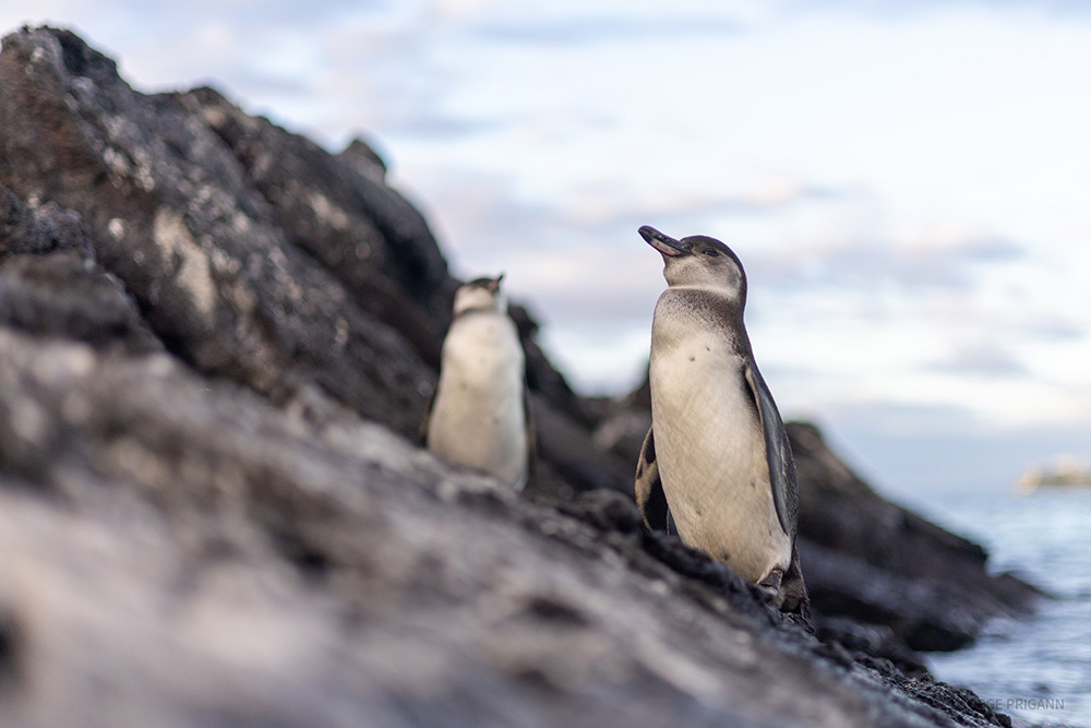 Galápagos penguins perched on black volcanic rock near the shoreline of the Galápagos Islands, Ecuador. A rare wildlife encounter during a Silver Origin luxury cruise, perfect for eco-luxury travel and nature exploration in South America.