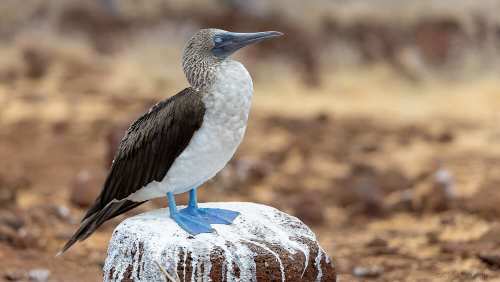 A blue-footed booby perched on a volcanic rock in the Galápagos Islands, Ecuador. A signature wildlife encounter during a Silver Origin luxury cruise, ideal for eco-luxury travel and nature-focused expeditions in South America.