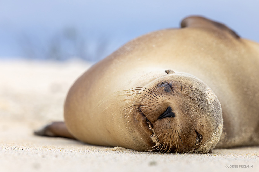 A Galápagos sea lion pup resting peacefully on soft white sand in the Galápagos Islands, Ecuador. A charming wildlife encounter during a Silver Origin luxury cruise, ideal for family travel and nature-focused exploration.