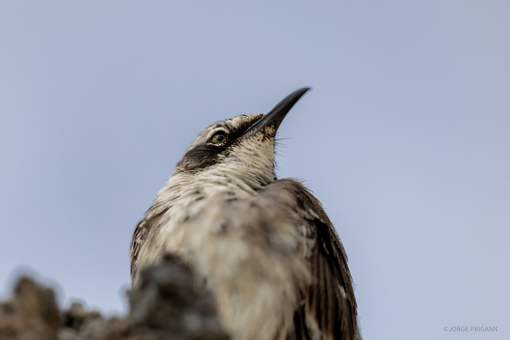 Close-up of a Galápagos mockingbird perched on lava rock, looking upward on a cloudy day in the Galápagos Islands, Ecuador. Captured during a Silver Origin cruise, showcasing rare wildlife and eco-luxury travel experiences.