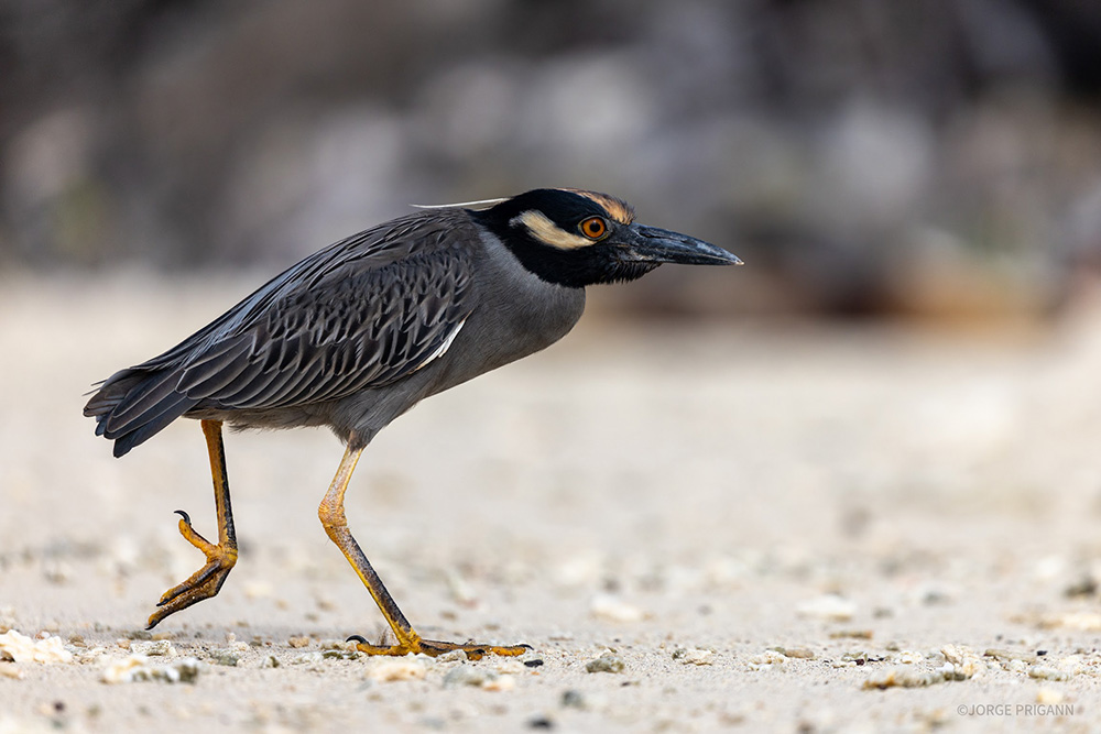 A yellow-crowned night heron walking along the sandy shore of the Galápagos Islands, Ecuador. A striking bird sighting on a Silver Origin luxury expedition cruise, part of a nature travel and wildlife photography experience.