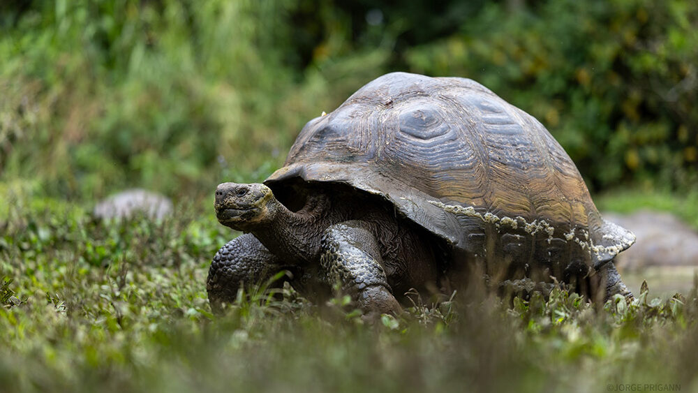 A Galápagos giant tortoise walking through lush greenery in the highlands of the Galápagos Islands, Ecuador. Captured during a Silver Origin luxury expedition cruise, showcasing eco-luxury travel and iconic wildlife experiences in South America.