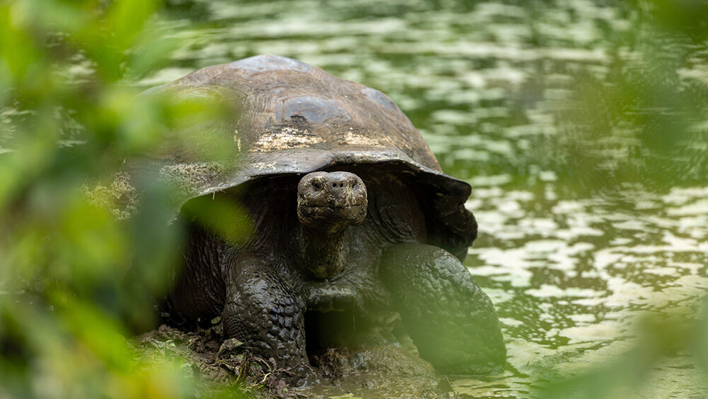 Close-up of a giant tortoise partially submerged in a muddy pond, surrounded by lush green foliage in a natural, tropical habitat.