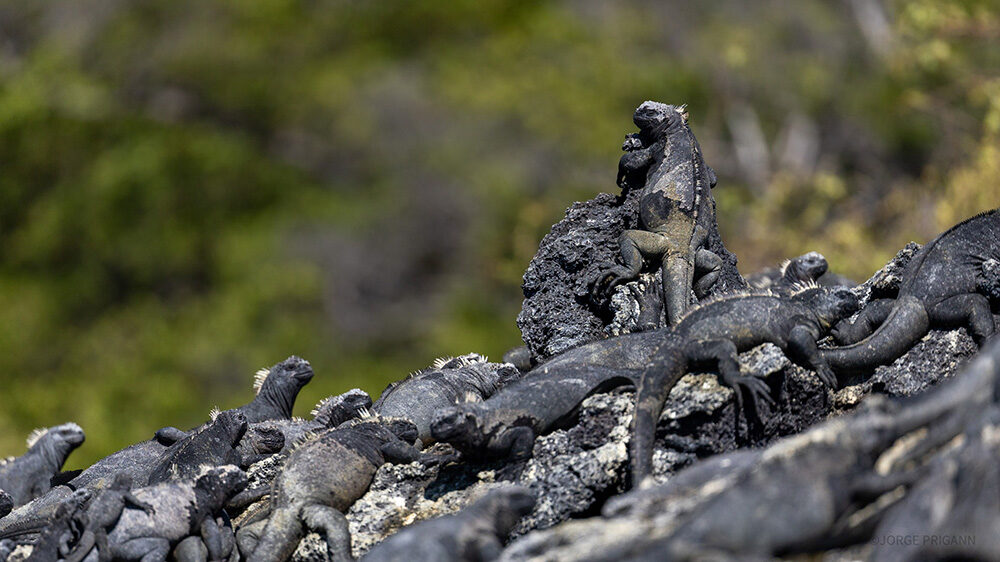 Marine iguanas basking on sun-warmed lava rocks in the Galápagos Islands, Ecuador. A unique wildlife sighting during a luxury expedition cruise focused on eco-luxury travel and nature exploration in South America."
