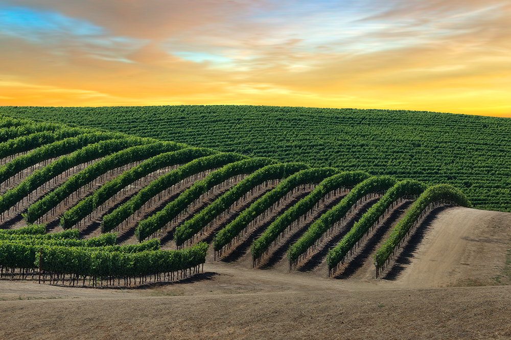 Sunset over rolling vineyard hills in Napa Valley, California with perfectly aligned grapevines, capturing the peaceful atmosphere of a luxury wine country spring break getaway.