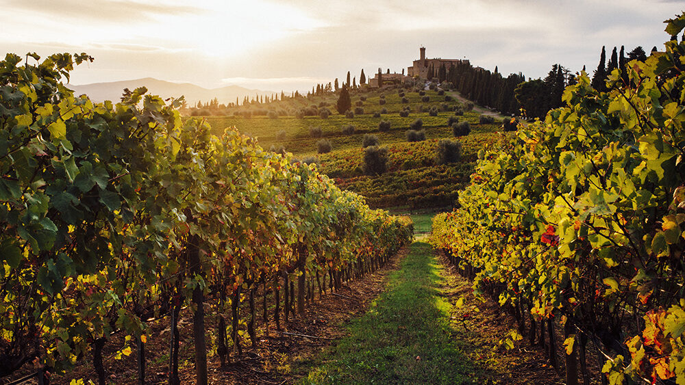 Golden hour in the vineyards of Tuscany, Italy, with rows of lush grapevines leading to a hilltop castle surrounded by cypress trees—captures the romantic, wine-country charm of the Chianti region for upscale travel or agritourism marketing.