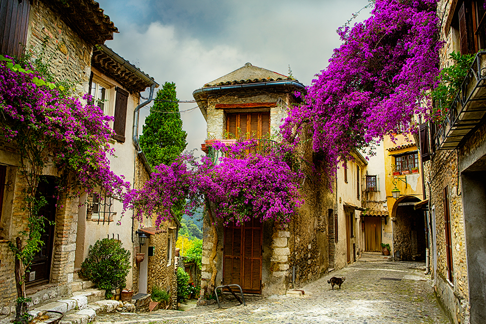 Charming cobblestone street in a historic village in Provence, France, with stone houses draped in vibrant purple bougainvillea under a dramatic sky.