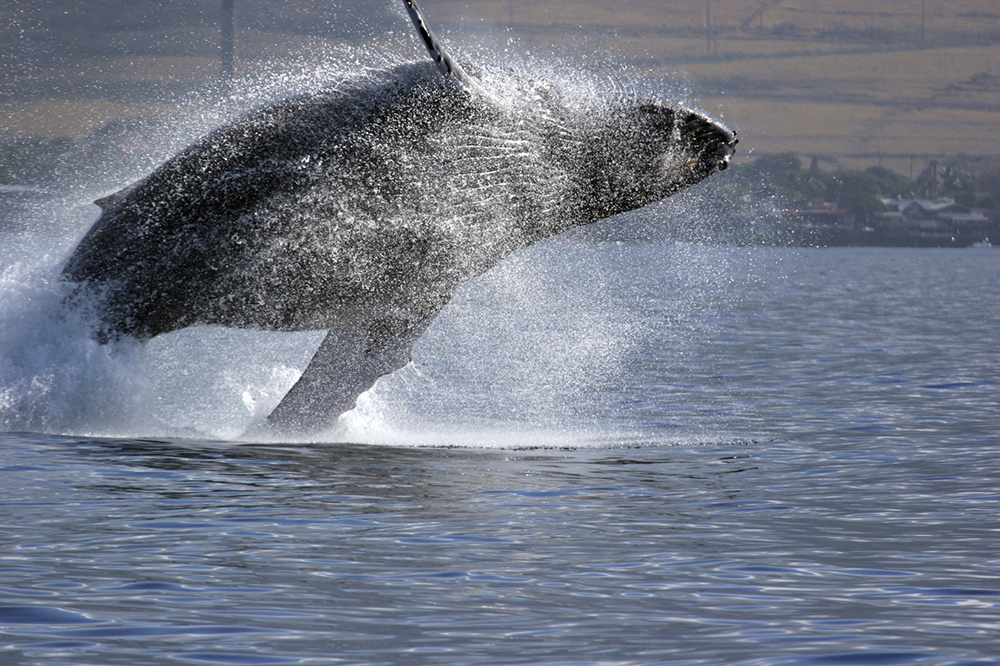 Humpback whale breaching off the coast of Maui, Hawaii, with water splashing mid-air during a luxury spring break wildlife experience near Wailea.
