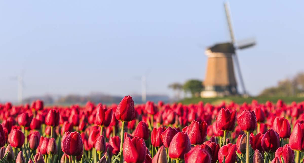 Tulips, Timeless Cities, and Unforgettable Moments: Inside Inspirato’s Holland & Belgium River Cruise 