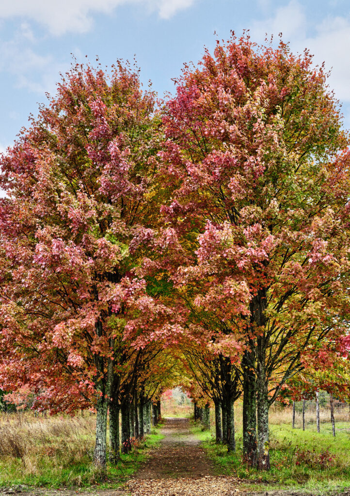 maple trees displaying peak fall foliage at wildflower farms, Hudson Valley, one of the best leaf-peeping destinations in the United States