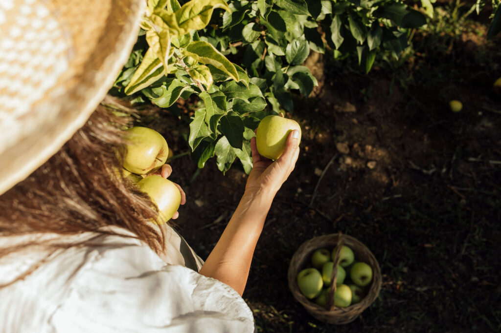a woman picking apples in the fall