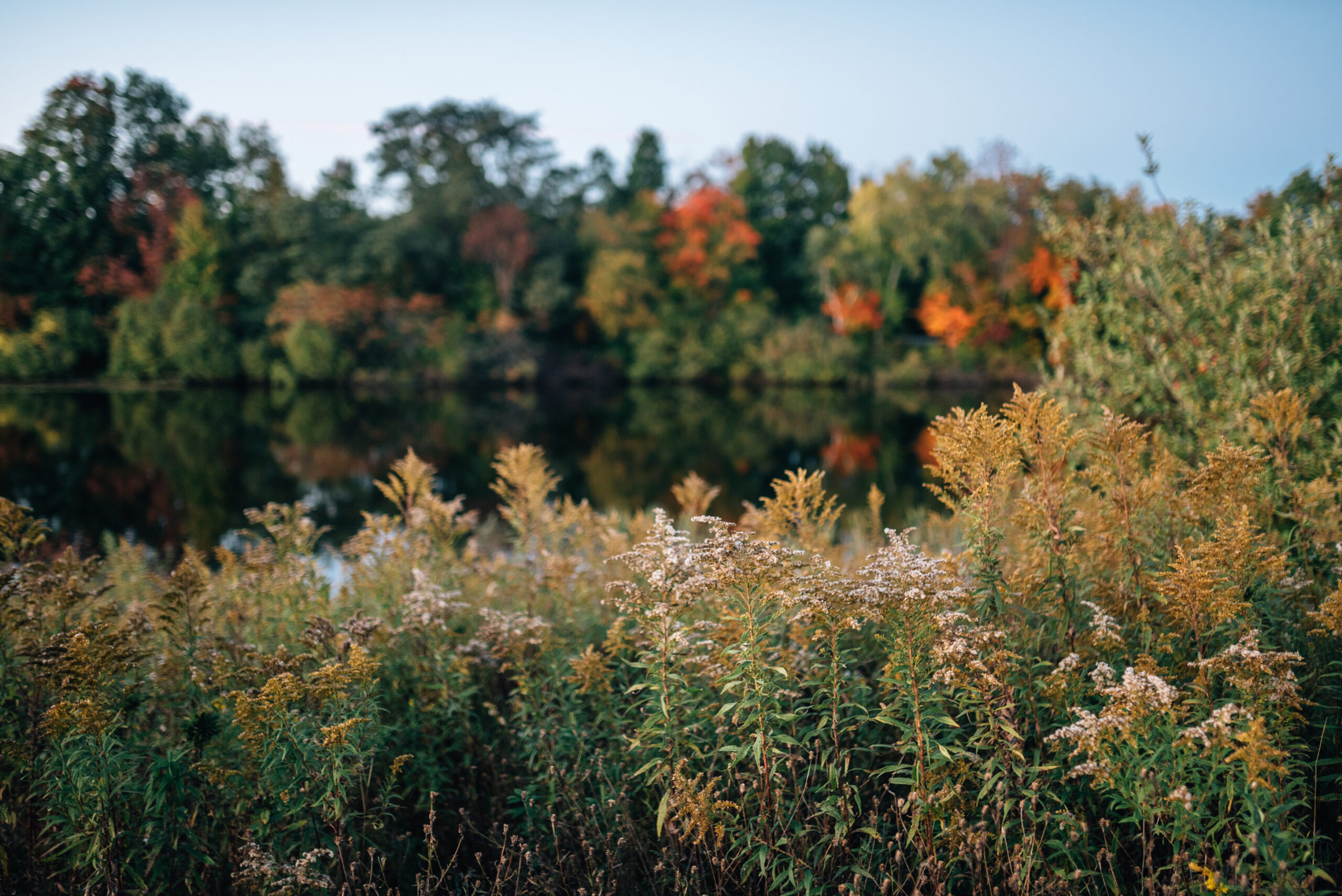 Wild Goldenrod Flowers In Autumn