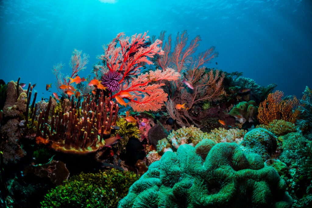 Colourful coral scene underwater with fish at the Great Barrier Reef