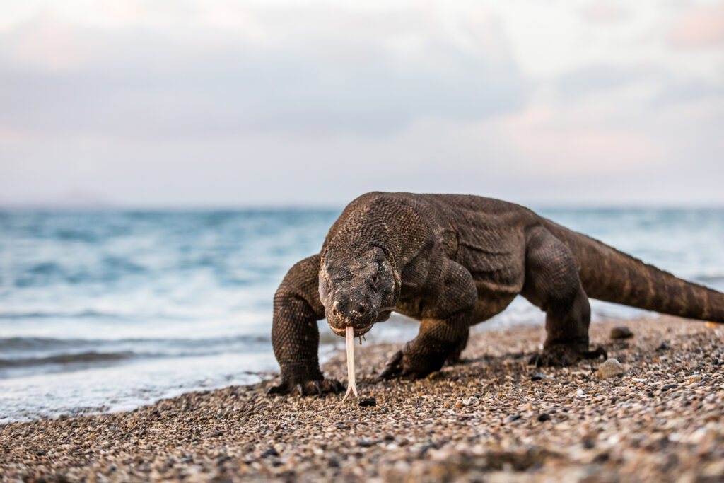 Komodo dragon walking along a beach