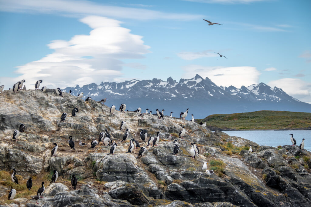Penguins in the Beagle Channel, Ushuaia, Argentina